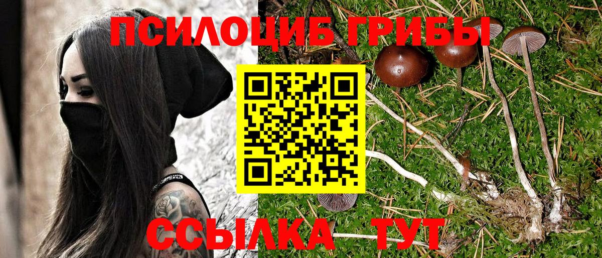 Псилоцибиновые грибы Cubensis Новомосковск